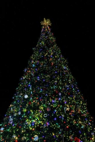 2025 Christmas Tree Lighting 237