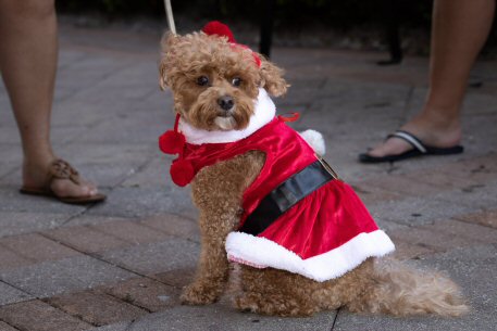 2022 Canine Pet Parade 05