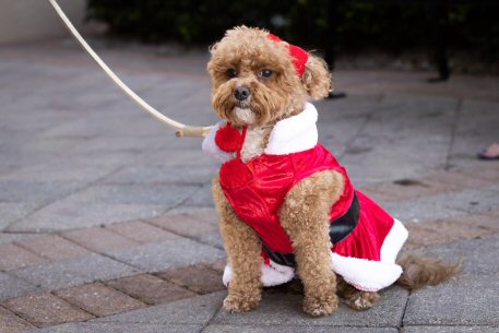 2022 Canine Pet Parade 07