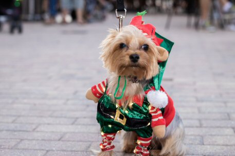 2022 Canine Pet Parade 09