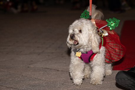 2022 Canine Pet Parade 100