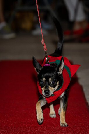 2022 Canine Pet Parade 102
