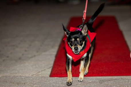 2022 Canine Pet Parade 103