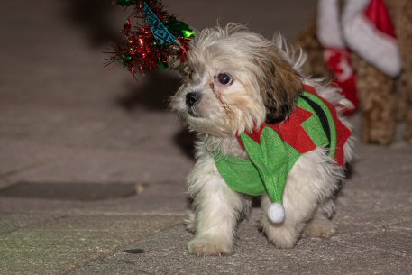 2022 Canine Pet Parade 112