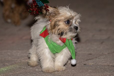 2022 Canine Pet Parade 113