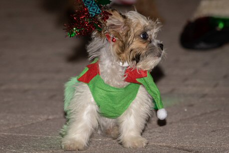 2022 Canine Pet Parade 114