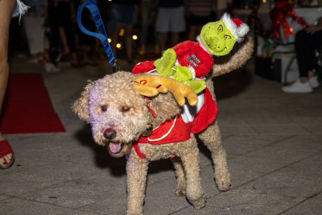 2022 Canine Pet Parade 118