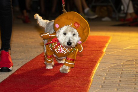 2022 Canine Pet Parade 130