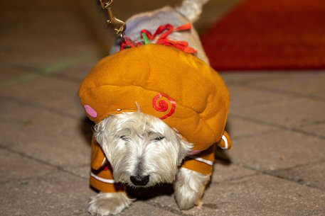 2022 Canine Pet Parade 131