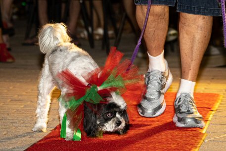 2022 Canine Pet Parade 132