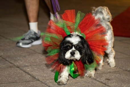 2022 Canine Pet Parade 134