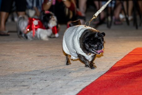 2022 Canine Pet Parade 135