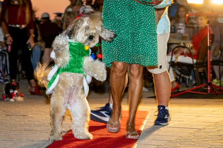 2022 Canine Pet Parade 137