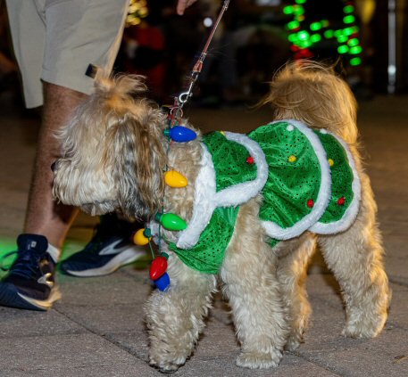 2022 Canine Pet Parade 138