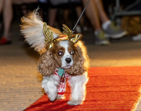 2022 Canine Pet Parade 139