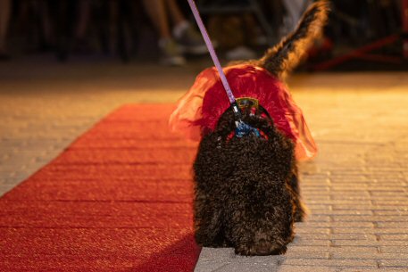 2022 Canine Pet Parade 142