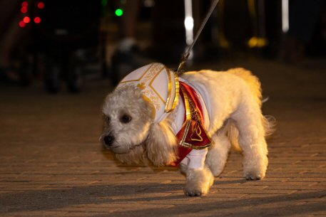 2022 Canine Pet Parade 147