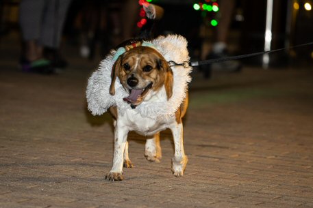 2022 Canine Pet Parade 150