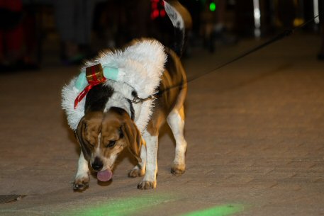 2022 Canine Pet Parade 151
