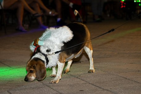 2022 Canine Pet Parade 152