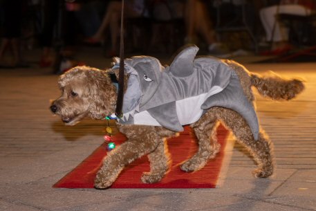 2022 Canine Pet Parade 155