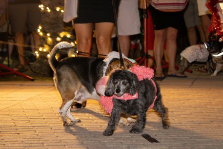 2022 Canine Pet Parade 157