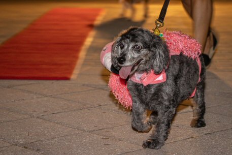 2022 Canine Pet Parade 158