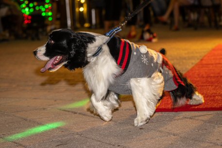 2022 Canine Pet Parade 163