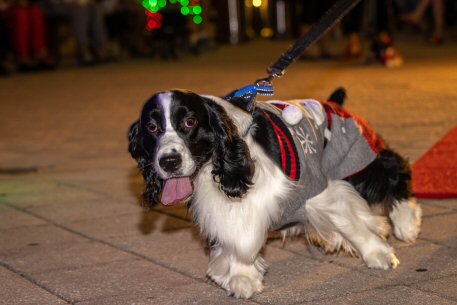 2022 Canine Pet Parade 164