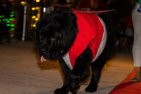 2022 Canine Pet Parade 166