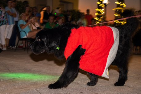 2022 Canine Pet Parade 167