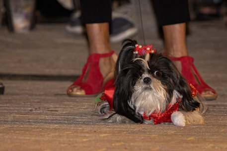 2022 Canine Pet Parade 168