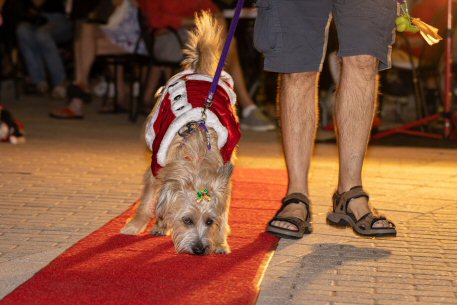 2022 Canine Pet Parade 172