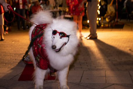 2022 Canine Pet Parade 177