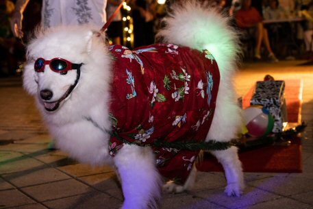 2022 Canine Pet Parade 178