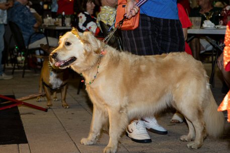 2022 Canine Pet Parade 182