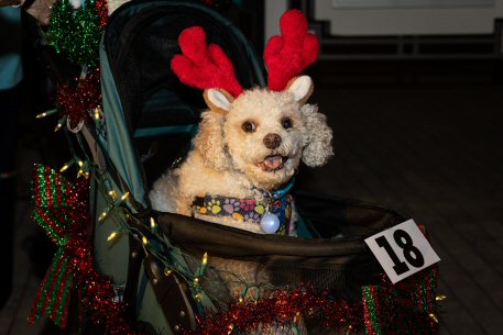 2022 Canine Pet Parade 194