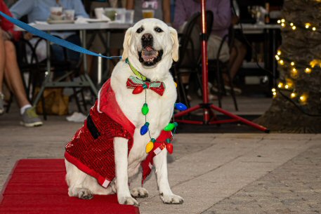2022 Canine Pet Parade 26