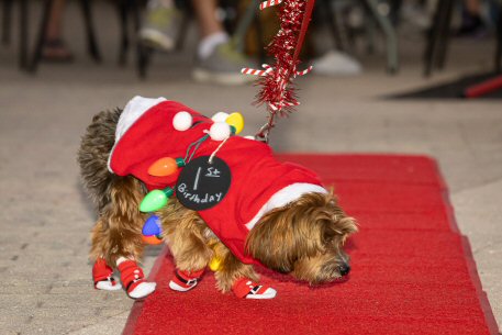 2022 Canine Pet Parade 29