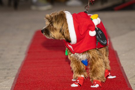 2022 Canine Pet Parade 31