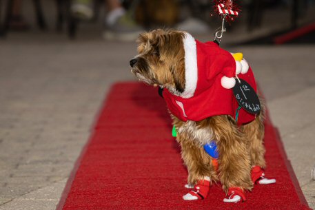 2022 Canine Pet Parade 32