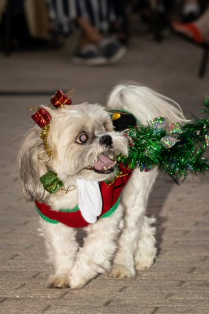 2022 Canine Pet Parade 34