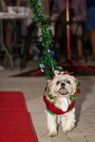 2022 Canine Pet Parade 35