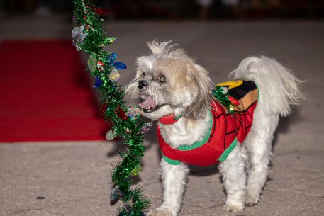 2022 Canine Pet Parade 36