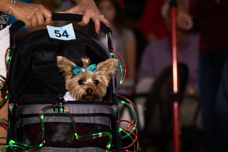 2022 Canine Pet Parade 37