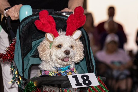 2022 Canine Pet Parade 42