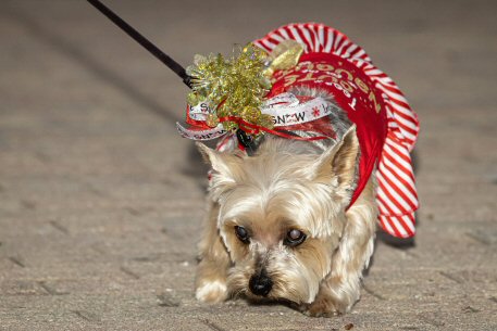 2022 Canine Pet Parade 44