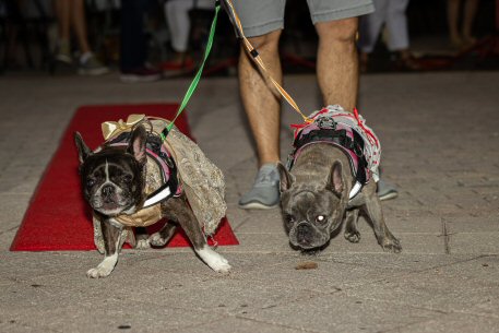 2022 Canine Pet Parade 47