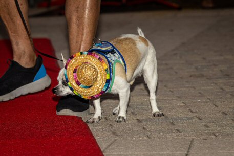 2022 Canine Pet Parade 52
