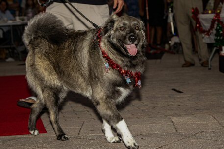 2022 Canine Pet Parade 54